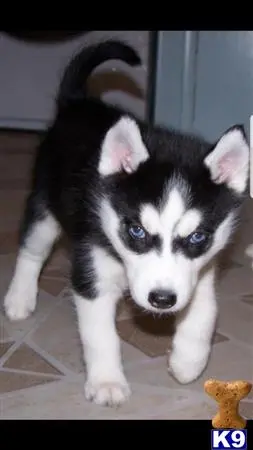 Siberian Husky