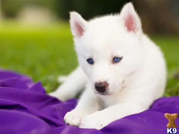 Siberian Husky puppy for sale