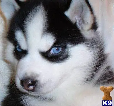 Siberian Husky puppy for sale