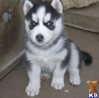 Siberian Husky puppy for sale