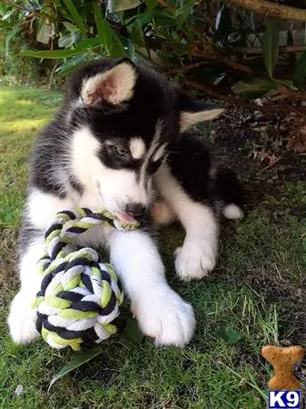 Siberian Husky