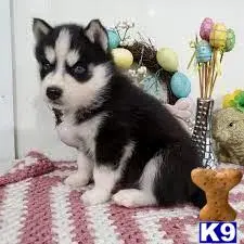 Siberian Husky puppy for sale