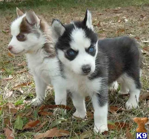 Siberian Husky puppy for sale