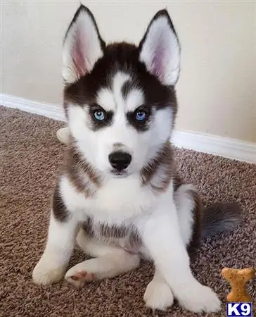 Siberian Husky puppy for sale