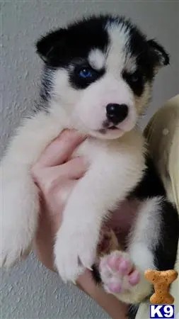 Siberian Husky puppy for sale