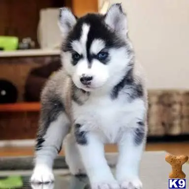 Siberian Husky puppy for sale