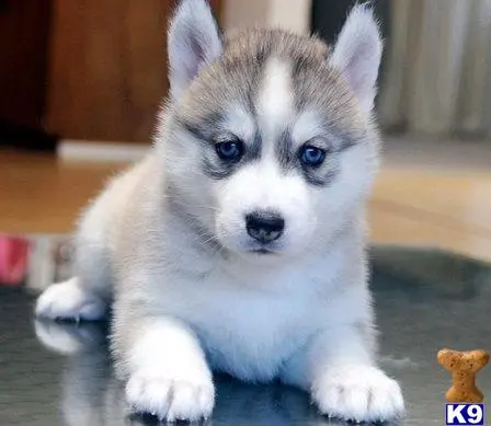 Siberian Husky puppy for sale