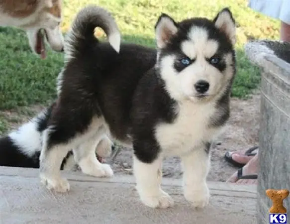 Siberian Husky puppy for sale