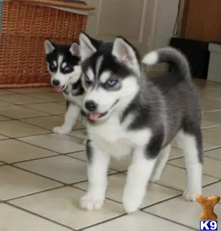 Siberian Husky puppy for sale