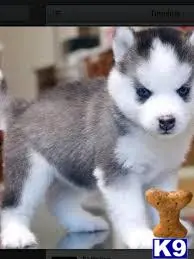 Siberian Husky puppy for sale