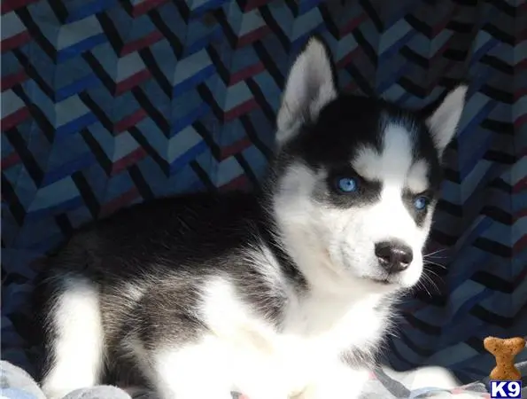 Siberian Husky puppy for sale