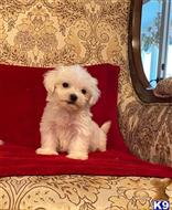 maltese puppy posted by albertosantino161
