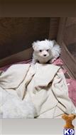 maltese puppy posted by albertosantino161