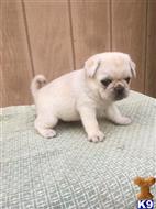 pug puppy posted by albertosantino161