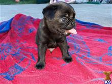 pug puppy posted by albertosantino161