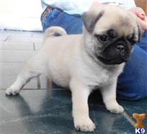 pug puppy posted by albertosantino161