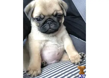 Pug