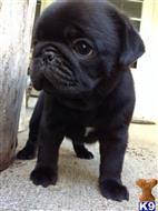 pug puppy posted by albertosantino161