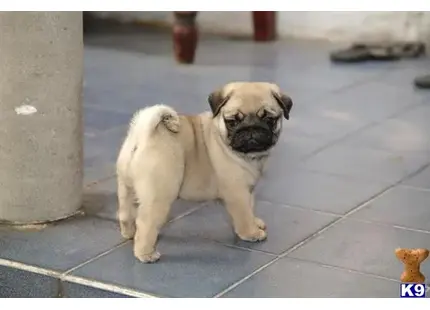 Pug