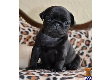 Pug