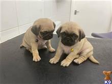 pug puppy posted by albertosantino161