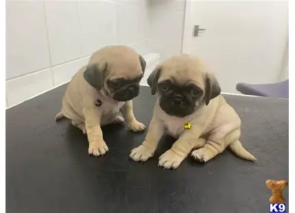 Pug