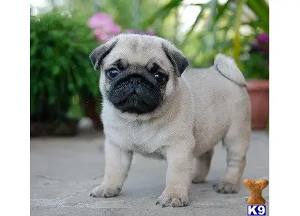 Pug