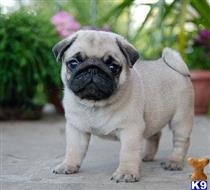 pug puppy posted by albertosantino161