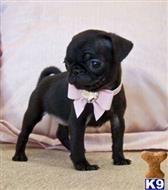 pug puppy posted by albertosantino161