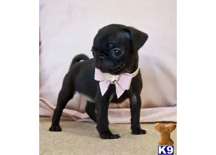 Pug