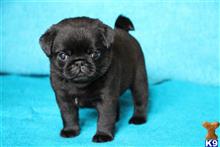 pug puppy posted by albertosantino161