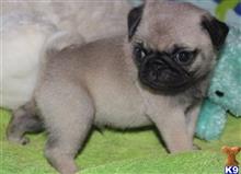 pug puppy posted by albertosantino161
