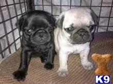 pug puppy posted by albertosantino161