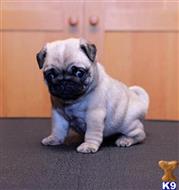 pug puppy posted by albertosantino161