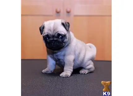 Pug