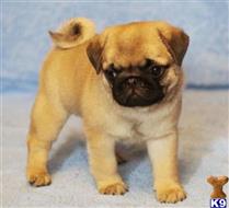 pug puppy posted by albertosantino161
