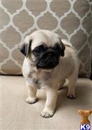 pug puppy posted by albertosantino161
