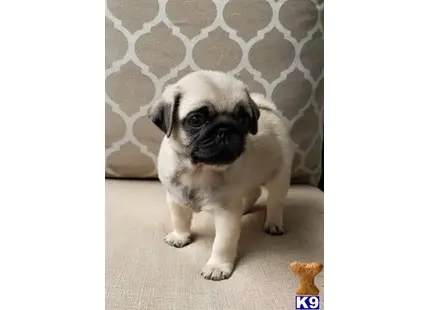 Pug