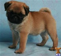 pug puppy posted by albertosantino161