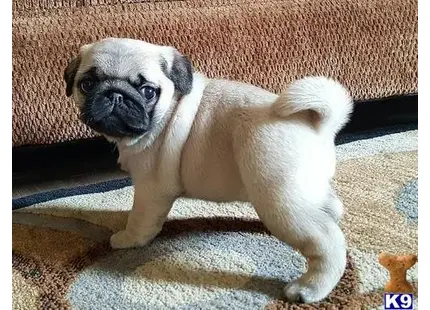 Pug