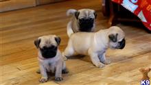 pug puppy posted by albertosantino161