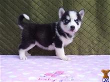 Awesome Siberian Husky Puppies..630 934-0596 available Siberian Husky puppy located in YANKTON