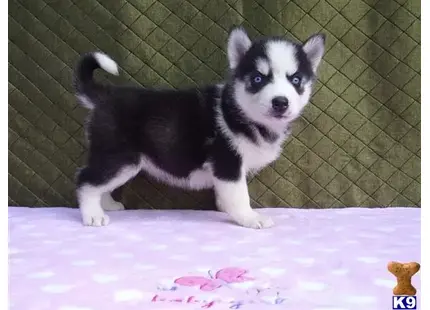 Siberian Husky