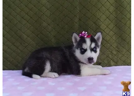 Siberian Husky