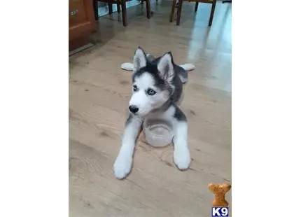 Siberian Husky