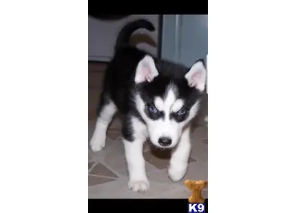 Siberian Husky