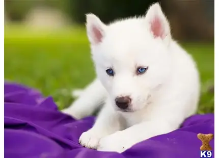 Siberian Husky