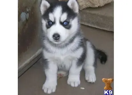 Siberian Husky