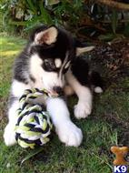 Siberian Husky