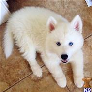 Siberian Husky